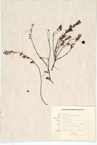 American Cranberry; Large Cranberry specimen